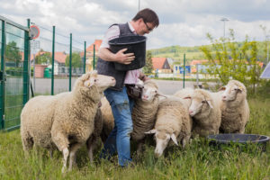Erbenhof Chef mit seinen Merino Schafen